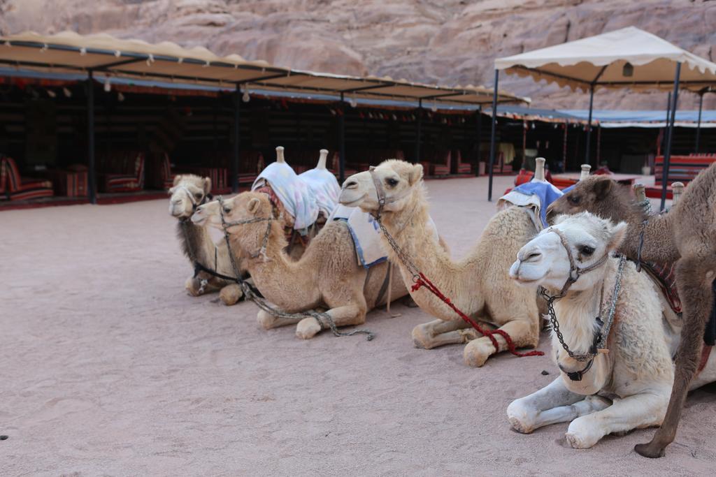 Sun City Camp Hotel Wadi Rum Eksteriør billede